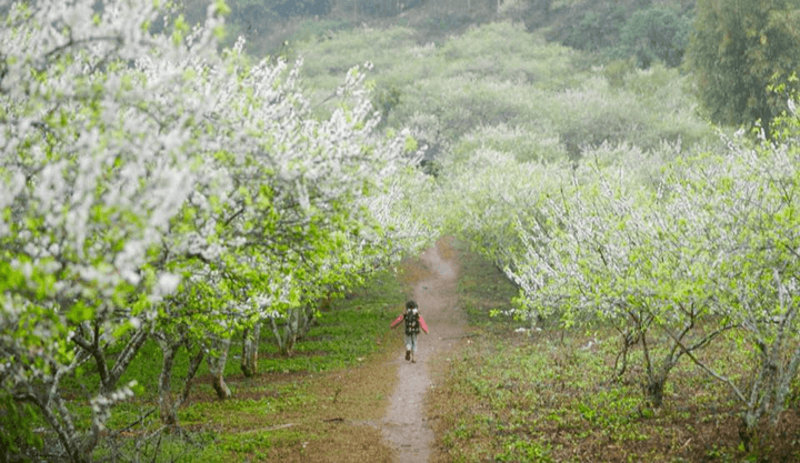 Cùng giải Vietnam Trail Marathon 2019 phá vỡ mọi giới hạn